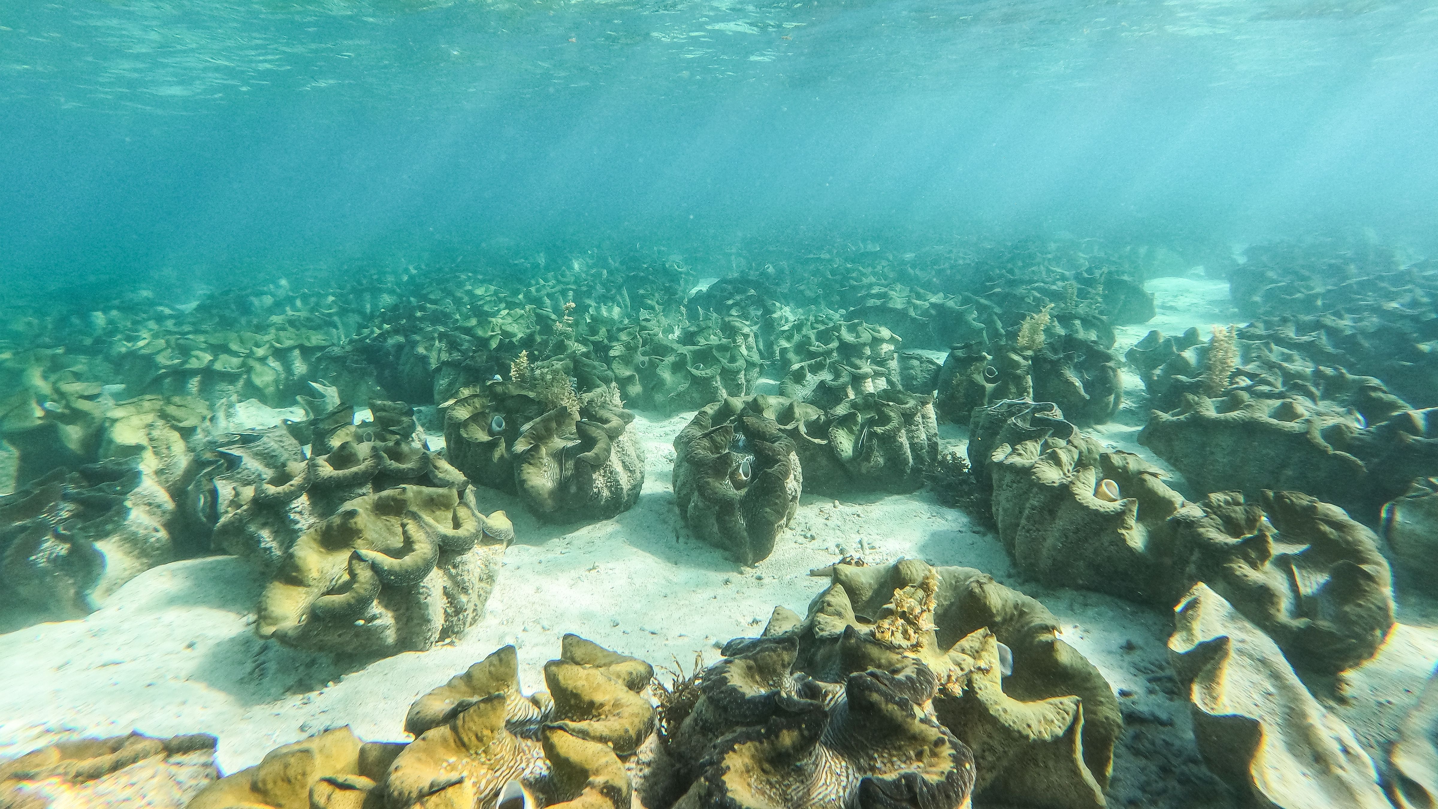 A cluster of giant clams resting on the sea floor at the Silaki Island ocean nursery in Bolinao, their fluted mantles a vivid blue and green.